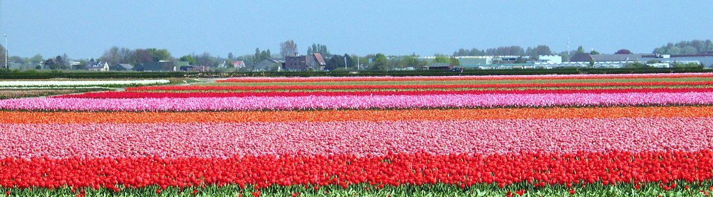 7acf61e4-93dd-4ed8-8377-27c0b7b30b2f O que fazer em Amsterdã em 3 dias: roteiro com arte, canais e tulipas Cultura e Patrimônio Europa Natureza e Aventura Roteiros e Itinerários
