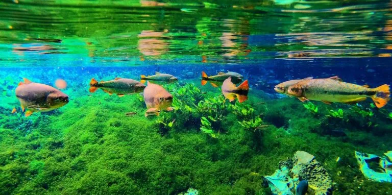 água com peixes em bonito ms