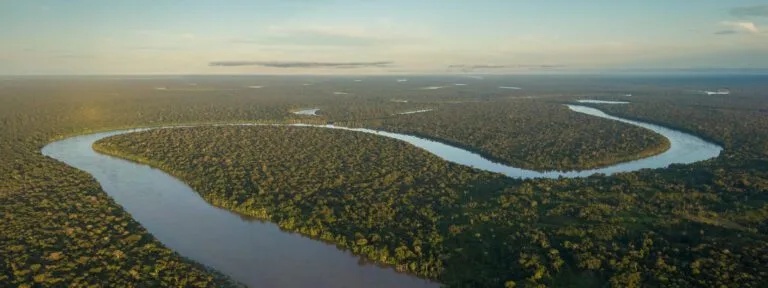vista da floresta e do rio amazonas em manaus