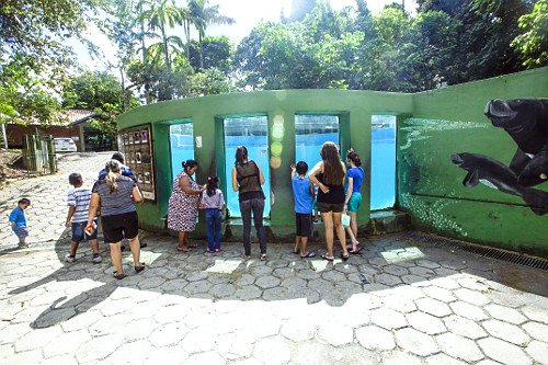 peixe-boi Conheça Manaus em 2 dias: da Amazônia ao encontro das águas Brasil Natureza e Aventura