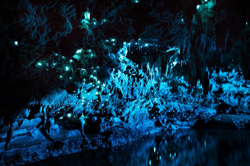 Waitomo glowworm Auckland