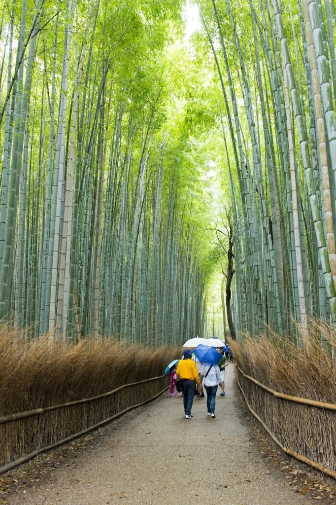 arashiyama bamboo grove, bamboo, travel destinations, japan, japanese, kyoto, asia, nature, grove, green, forest, garden, environment, tree, landmark, zen, growth, famous, natural, plant, travel, road, wood, attraction, landscape, fence, path, sagano, culture, foliage, walkway, peaceful, street, trail, leaf, grass, green road, green street, green peace, green culture