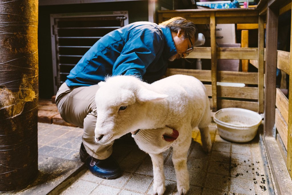 Ovelhas fofas interagindo com clientes no Thanks Nature Café, em Hongdae