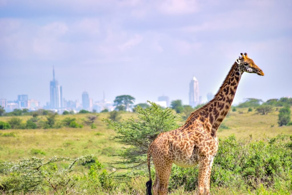 a giraffe standing in a field with a city in the background of Nairobi National Park