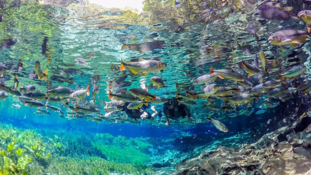 aquario-natural-1024x576 Bonito (MS) em 48h: flutuação, grutas e ecoturismo Brasil Natureza e Aventura