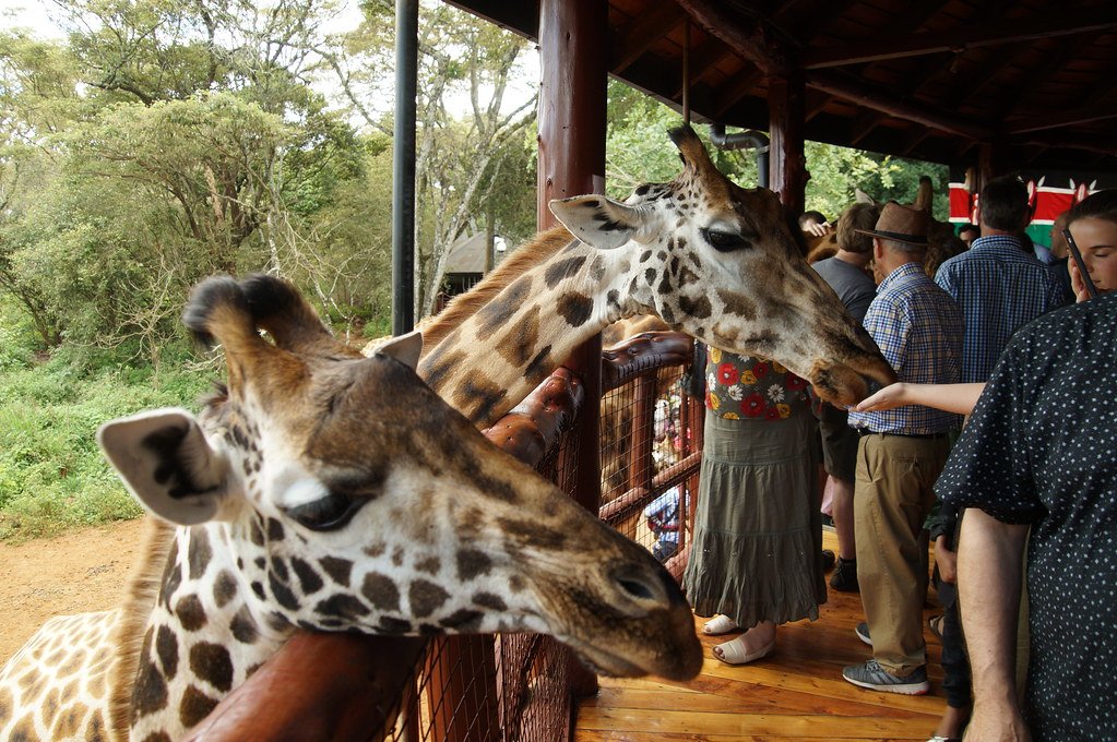 Turista alimentando girafa no Giraffe Centre de Nairobi com mata savânica ao fundo
