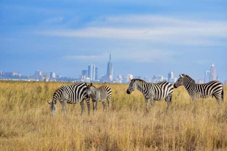 a herd of zebra standing on top of a dry grass field in Nairobi